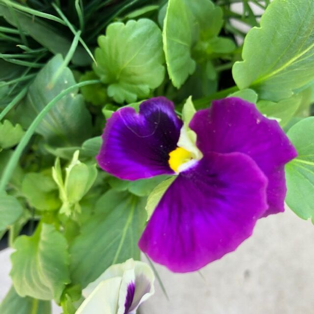 Pansy
